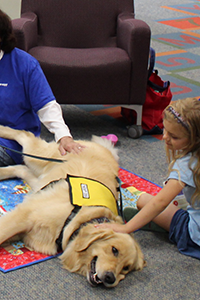 Brody is Liverpool Public Library's reading therapy dog. In this photo he smiles and lays quietly while a child reads him a story