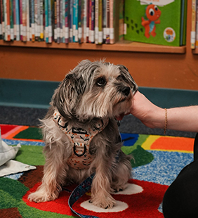 Olive the therapy dog at Soule Branch