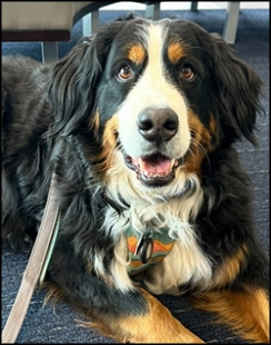 Olive, the therapy dog at Central, and Hazard Branch Library