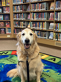 A photo of Cooper - the Read to a Therapy Dog pooch at Hazard Branch
