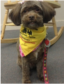 A photo of Daisy, Baldwinsville Public Library's Read to a Therapy Dog