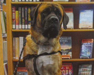 George, the therapy dog at Mundy Branch