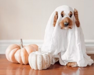 Dog in costume for Petit Library halloween Dog Parade on October 28 starting at 10 am